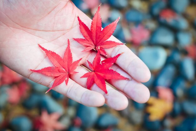 Zdjęcie zbliżenie liści klonu jesienią