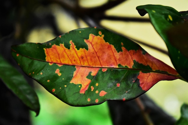 Zdjęcie zbliżenie liści klonu na drzewie jesienią