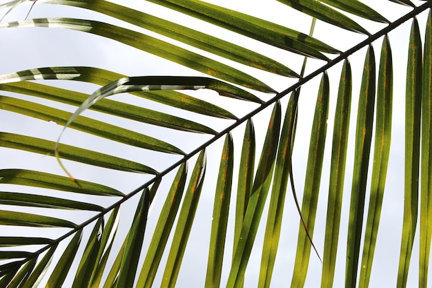 Zbliżenie liści palmowych