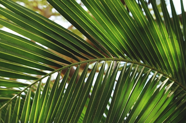 Zbliżenie liści palmy