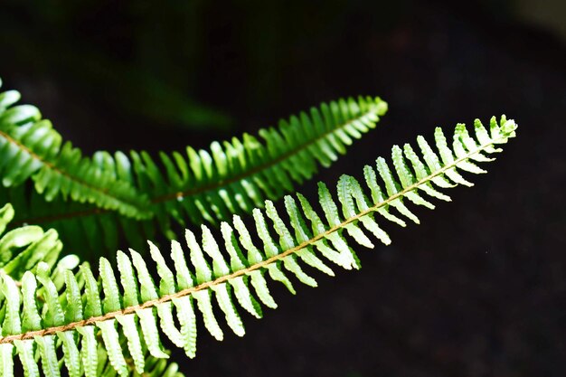 Zdjęcie zbliżenie liści paproci