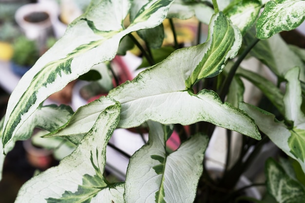 Zbliżenie liści Syngonium Podophyllum Three Kings.