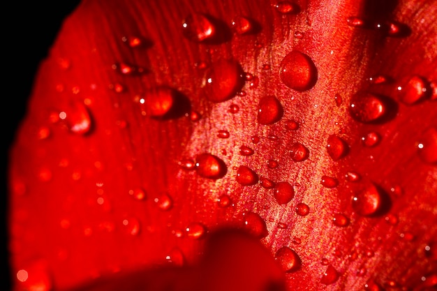 Zbliżenie liścia czerwonego tulipana w kroplach wody pod promieniami słońca.