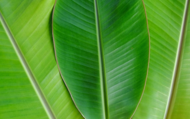 Zdjęcie zbliżenie liścia świeża bananowa tekstura