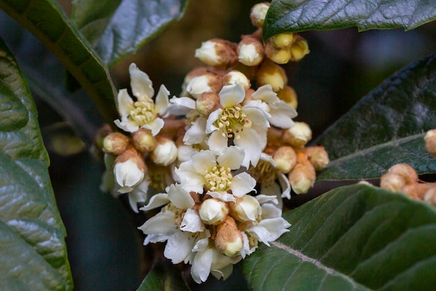 Zbliżenie loquat kwiaty eriobotrya japonica kwitnące i pąki