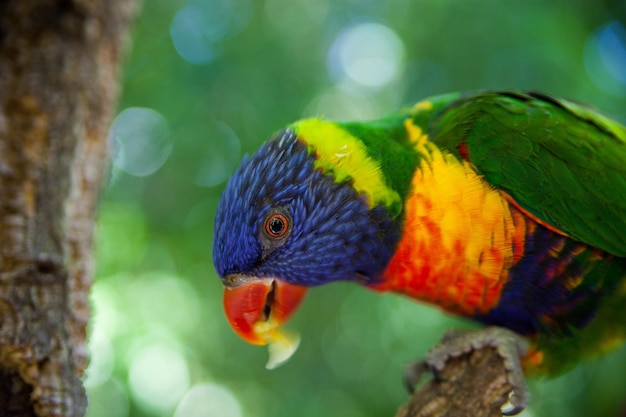 Zbliżenie lorikeeta siedzącego na gałęzi