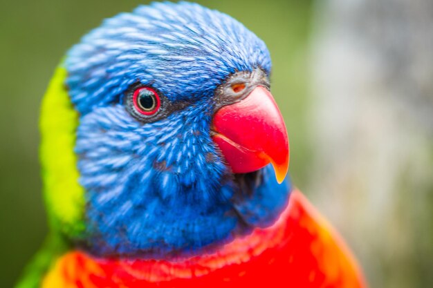 Zdjęcie zbliżenie lorikeeta