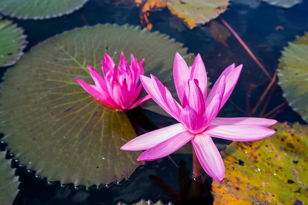 Zbliżenie lotosowej lilii wodnej w jeziorze