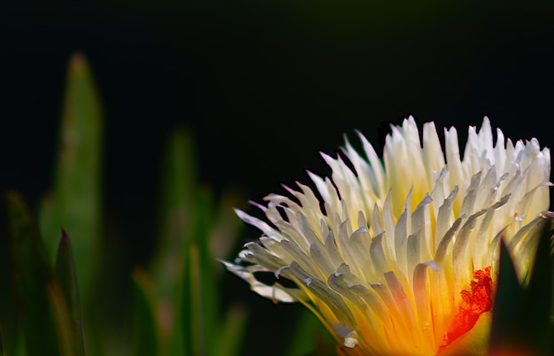 Zbliżenie lub makro zdjęcie białego kwiatu Gazania na czarnym tle