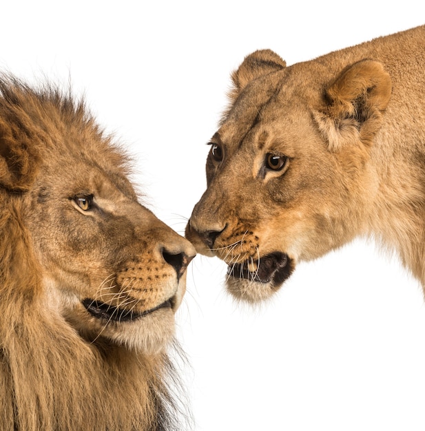 Zbliżenie Lwa I Lwicy Panthera Leo Na Białym Tle