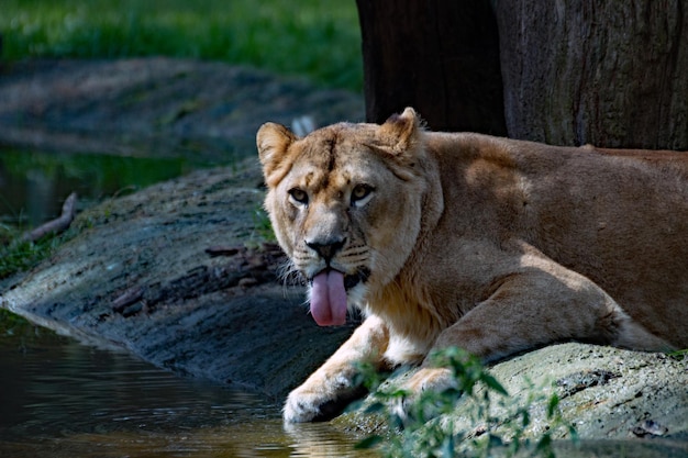 Zdjęcie zbliżenie lwa odpoczywającego na świeżym powietrzu