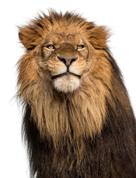 Zbliżenie lwa Panthera Leo 10 lat na białym tle
