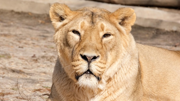 Zbliżenie lwica leży i odpoczywa w słońcu portret dzikiego życia koncepcja ochrony zwierząt