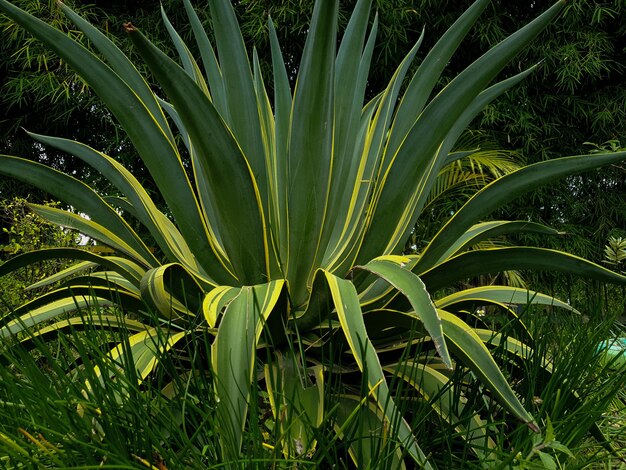 Zbliżenie makro tropikalny ogród piękny kwiat sansevieria roślina