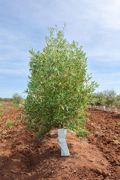 Zbliżenie małego drzewa oliwnego. Wciąż ma ochronę pnia.