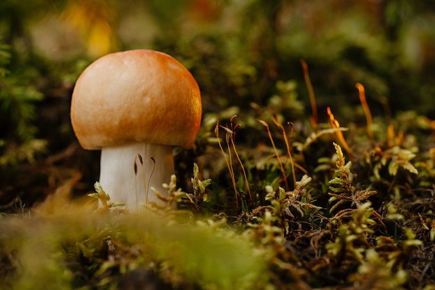 Zbliżenie małego grzyba jadalnego na zielonym mchu i trawie w słonecznym letnim lesie
