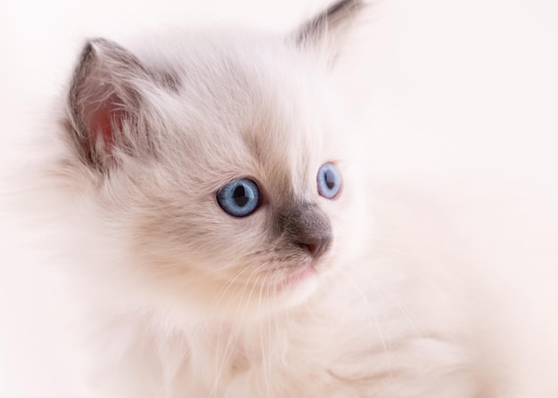 Zbliżenie małego kotka ragdoll o niebieskich oczach siedzącego na beżowym tle