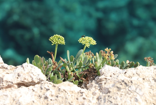 Zdjęcie zbliżenie małej rośliny rosnącej na lądzie