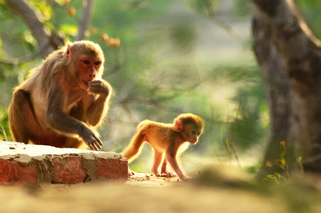 Zdjęcie zbliżenie małpy na drzewie