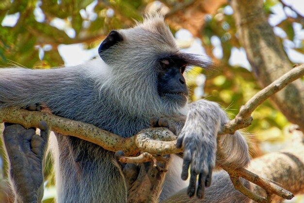 Zdjęcie zbliżenie małpy na gałęzi drzewa