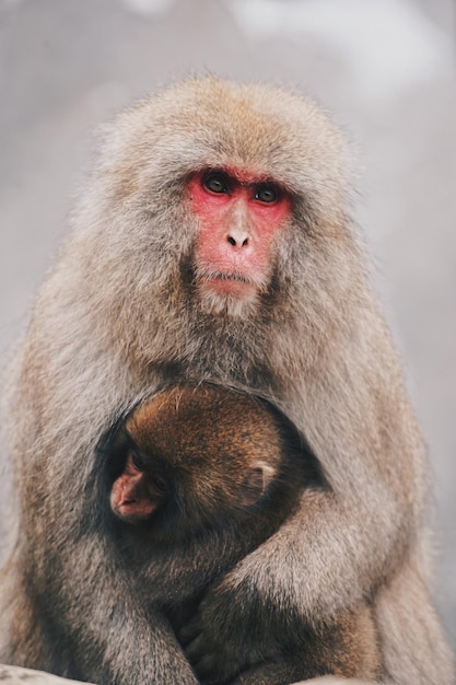 Zdjęcie zbliżenie małpy oddalającej się