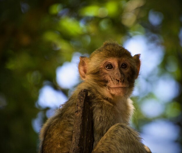 Zdjęcie zbliżenie małpy oddalającej się