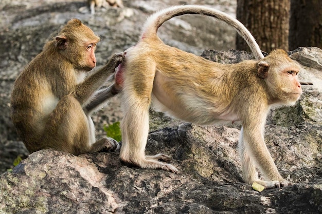 Zdjęcie zbliżenie małpy