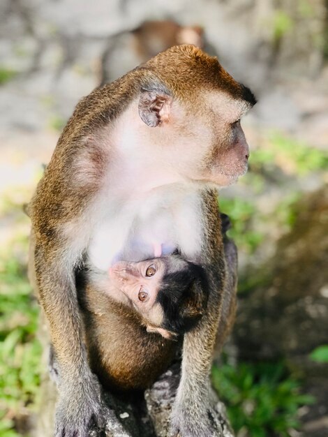 Zbliżenie małpy