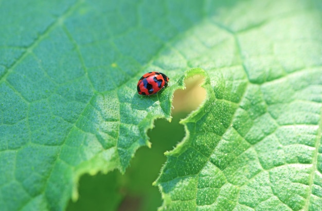 Zbliżenie Malutkiej Biedronki Spotted Odpoczynku na Liściu Cukinii