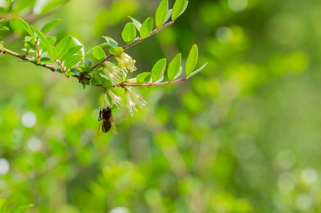 Zbliżenie małych białych kwiatów wiciokrzewu w maju Boxleaved oddział wiciokrzewu Nazwa łacińska Lonicera ligustrina var pileata Lonicera pileata