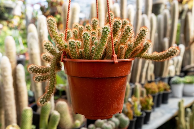 Zbliżenie Mammillaria Elongata Red Form na wiszącym garnku.