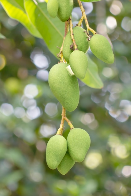 Zbliżenie mango na drzewie