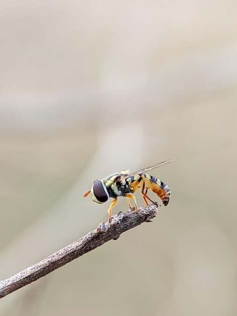 Zbliżenie Marmalade Hoverfly Episyrphus balteatus z niewyraźnym tłem