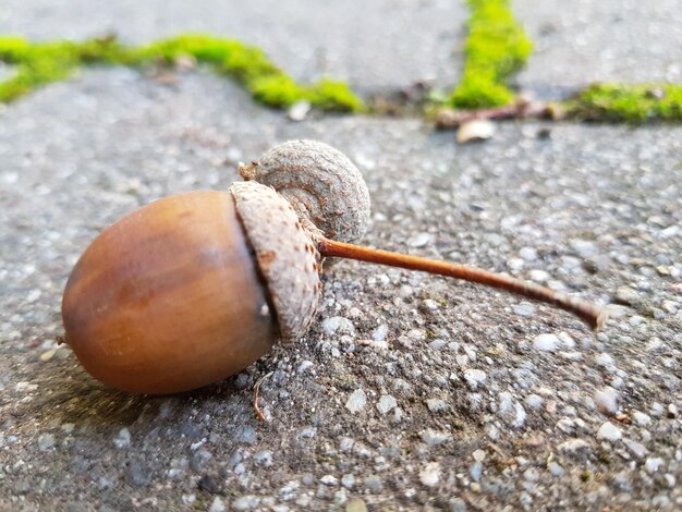 Zdjęcie zbliżenie martwej rośliny