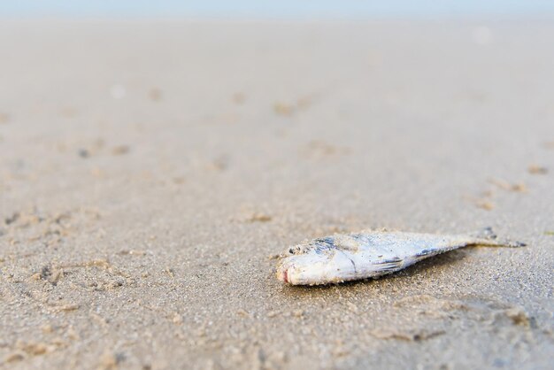 Zdjęcie zbliżenie martwych ryb na plaży