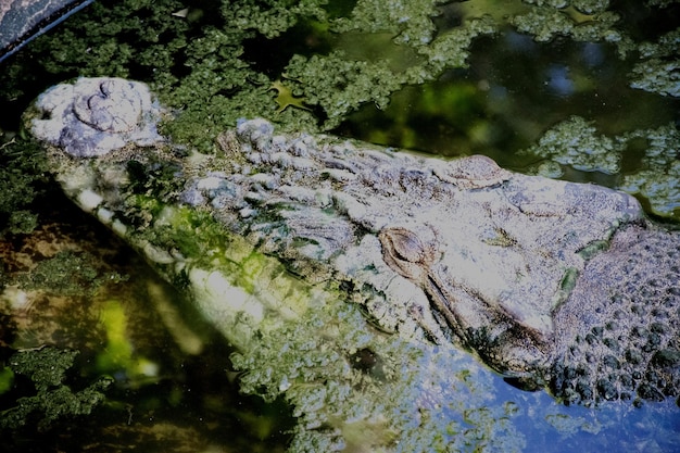 Zdjęcie zbliżenie mechu na skale