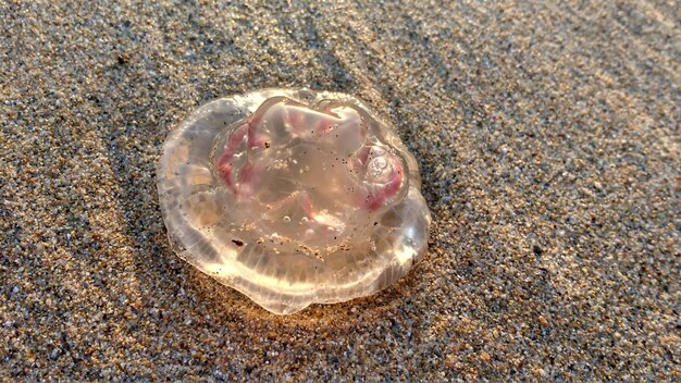 Zbliżenie meduz na plaży