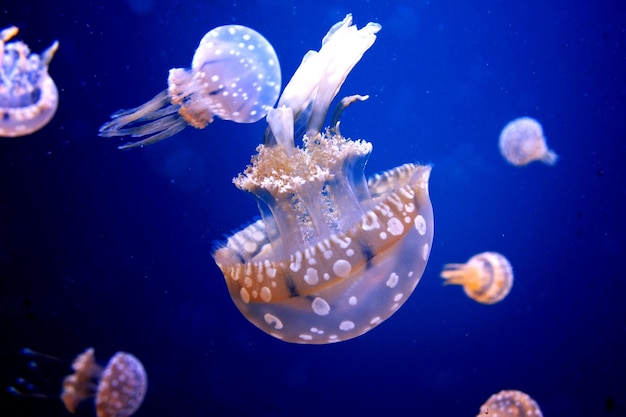 Zbliżenie meduz pływających pod wodą