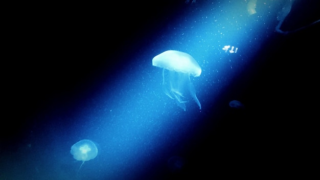 Zdjęcie zbliżenie meduz pływających pod wodą
