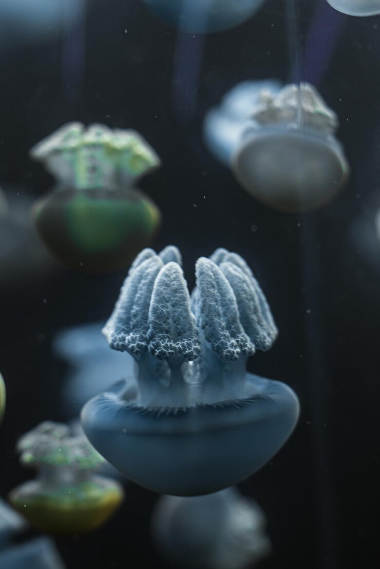 Zdjęcie zbliżenie meduz pływających w oceanarium