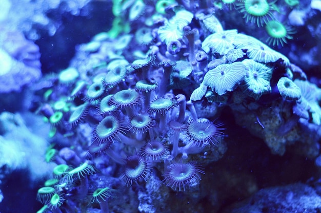 Zdjęcie zbliżenie meduz w morzu