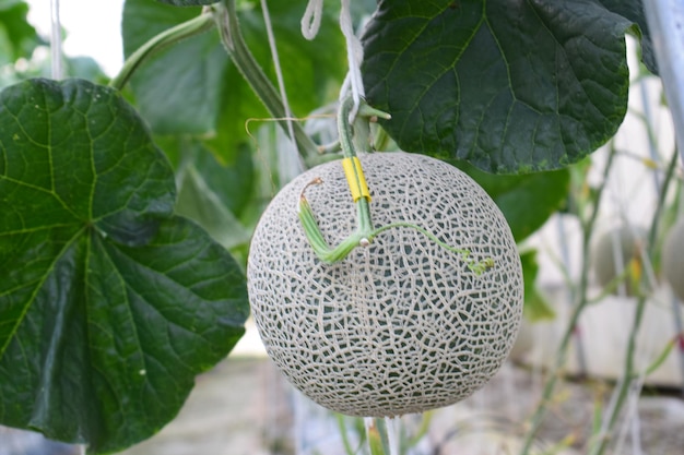 Zdjęcie zbliżenie melonu na roślinie