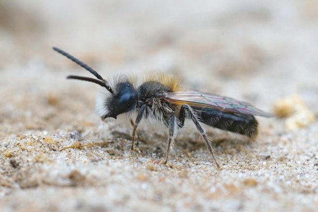 Zbliżenie męskiej małej, ziemistej pszczoły górniczej na piaszczystej glebie, Andrena praecox