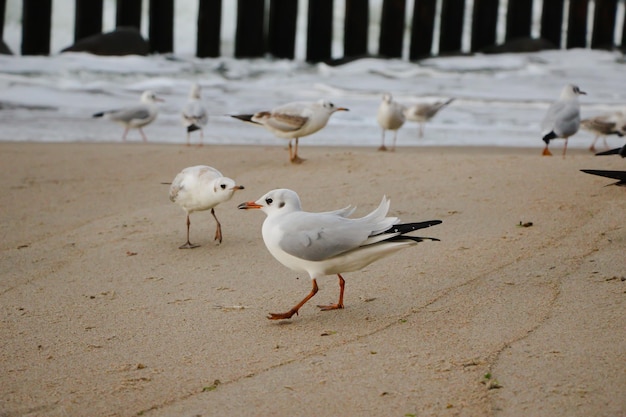 zbliżenie mewy na piasku plaży