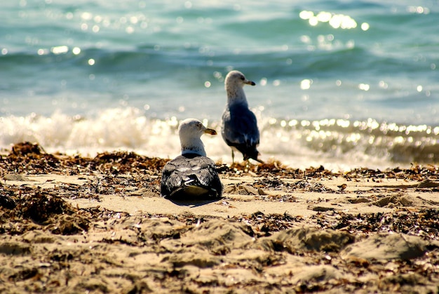 Zdjęcie zbliżenie mewy na plaży