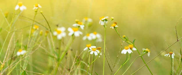 Zbliżenie mini biały kwiat z żółtym pyłkiem pod działaniem promieni słonecznych z kopią przestrzeni za pomocą jako tło zielone rośliny naturalne krajobraz ekologia okładka koncepcji