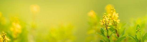 Zbliżenie mini żółty kwiat w świetle słonecznym z miejsca na kopię, używając jako tła krajobrazu roślin naturalnych