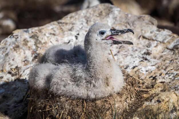 Zdjęcie zbliżenie młodego albatrosa odpoczywającego na skale