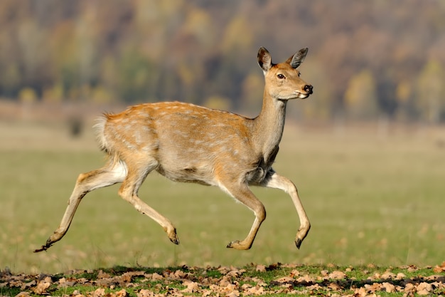 Zbliżenie Młodego Jelenia Whitetail Stojącego W Jesienny Dzień