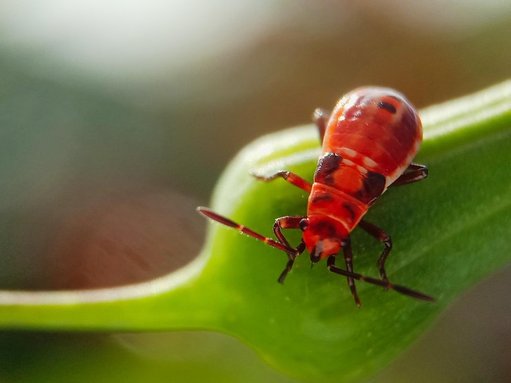 Zdjęcie zbliżenie młodego wielkiego robaka milkweed zawieszonego na pączku kwiatowym